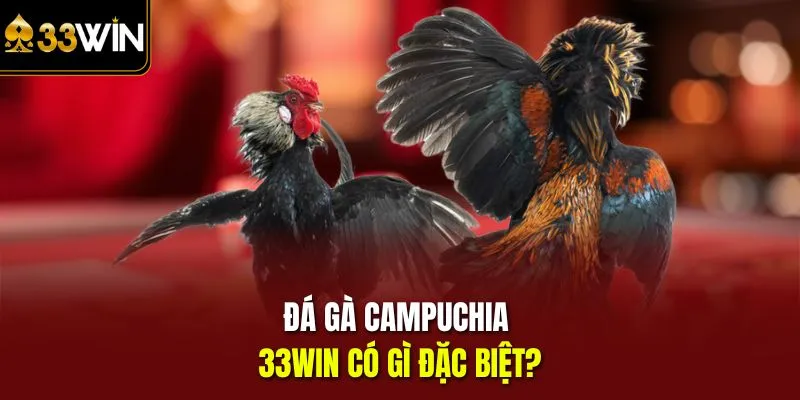 Đá gà Campuchia 33win có gì đặc biệt?