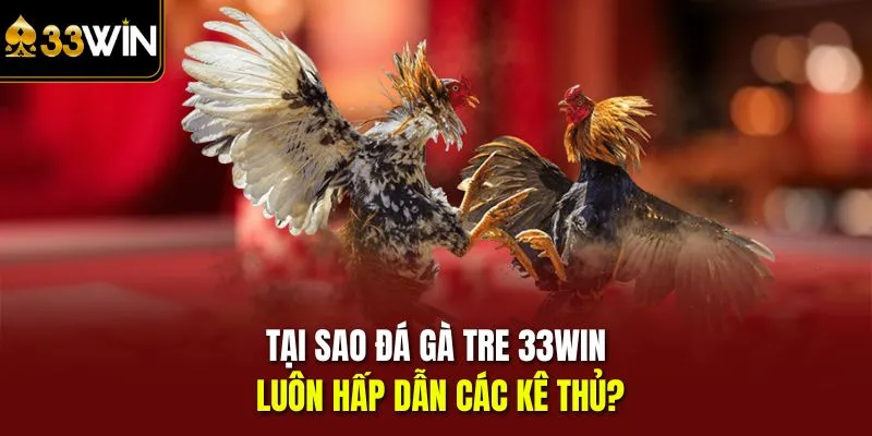Tại sao đá gà tre 33win luôn hấp dẫn các kê thủ?